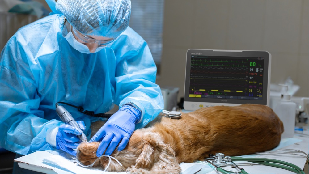 brio-x7vet-veterinary-patient-monitor-in-veterinary-clinic Brio X7VET veterinary patient monitor in clinical use during a surgical procedure on a golden retriever, with veterinarian monitoring vital signs on the 15.6-inch touchscreen