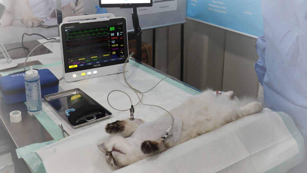 brio-x5vet-veterinary-patient-monitor-in-clinical-use Brio X5VET veterinary patient monitor in clinical use at a veterinary surgical table monitoring vital signs of a sedated cat during a procedure