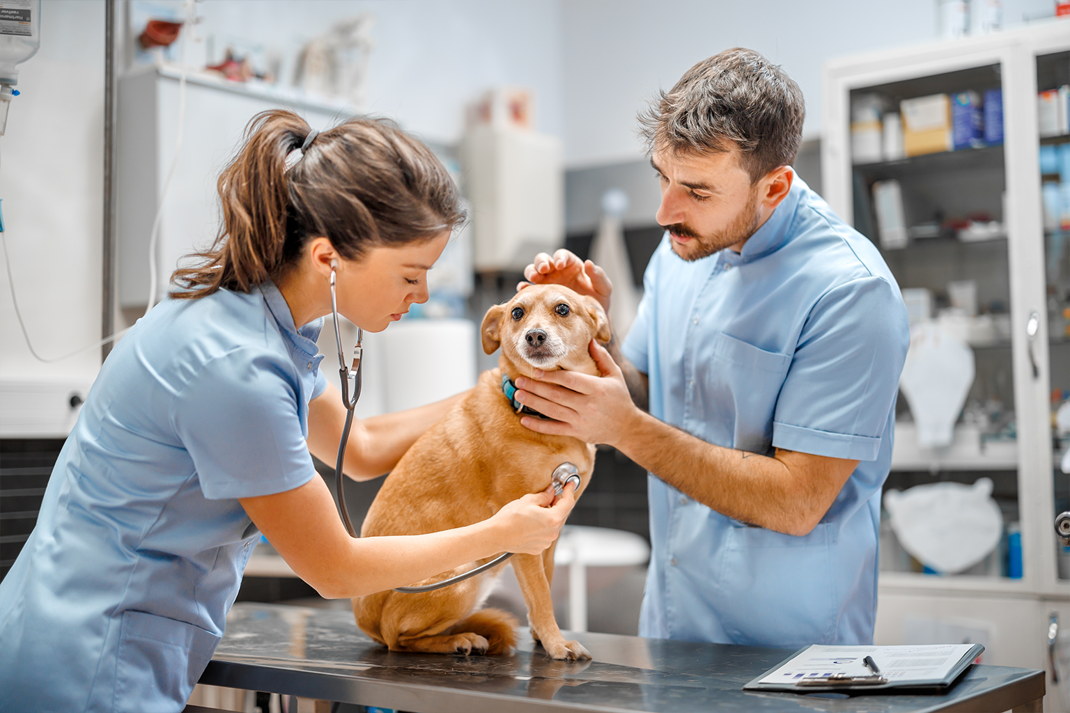 Animal Health Hero Veterinarian examining dog with stethoscope in clinic