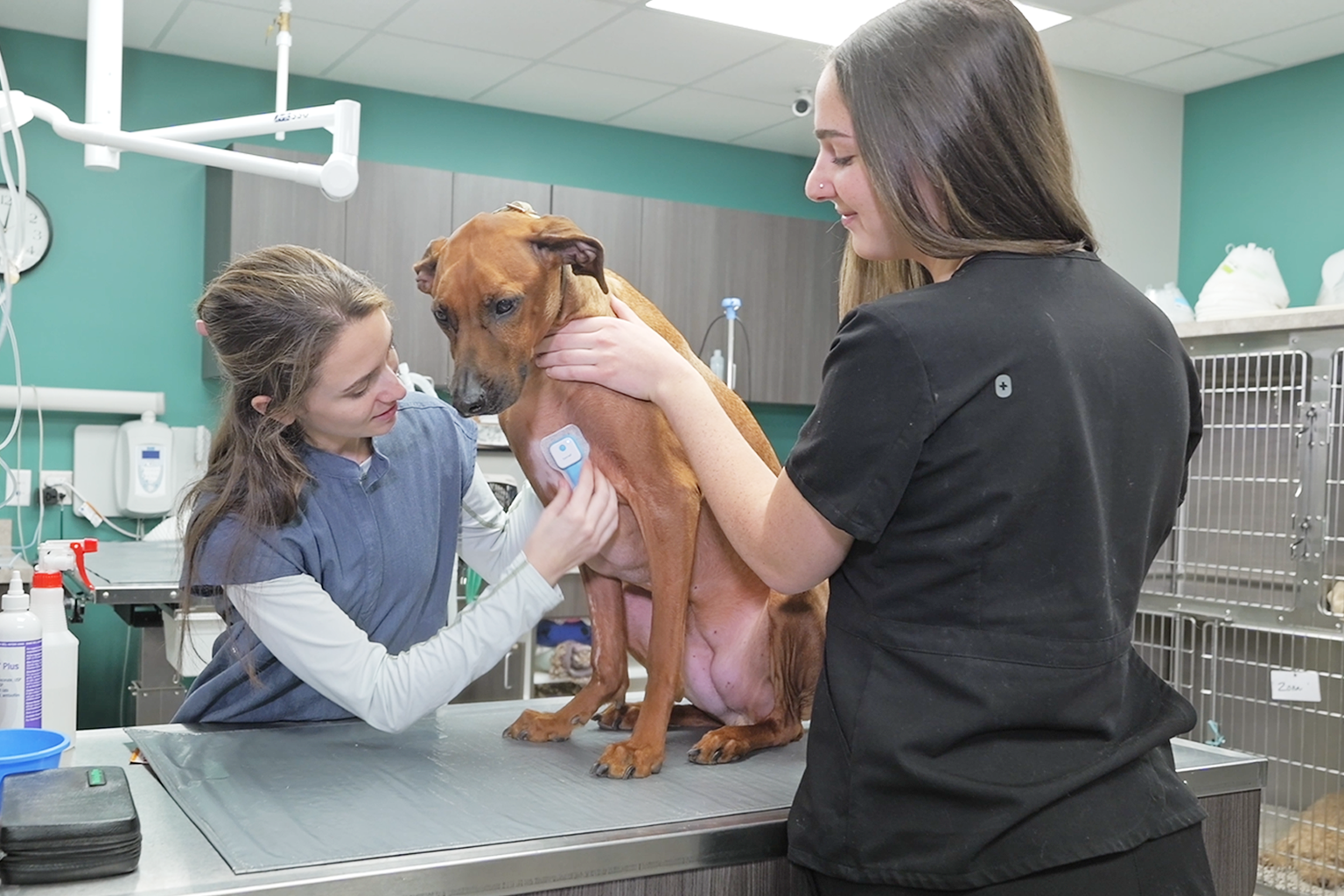 O'Pet Curv Wearable Veterinary Monitoring Sensor for Continuous Patient Tracking Veterinary staff attaching an O'Pet Curv wearable sensor to a dog for continuous vital sign monitoring and post-operative recovery management