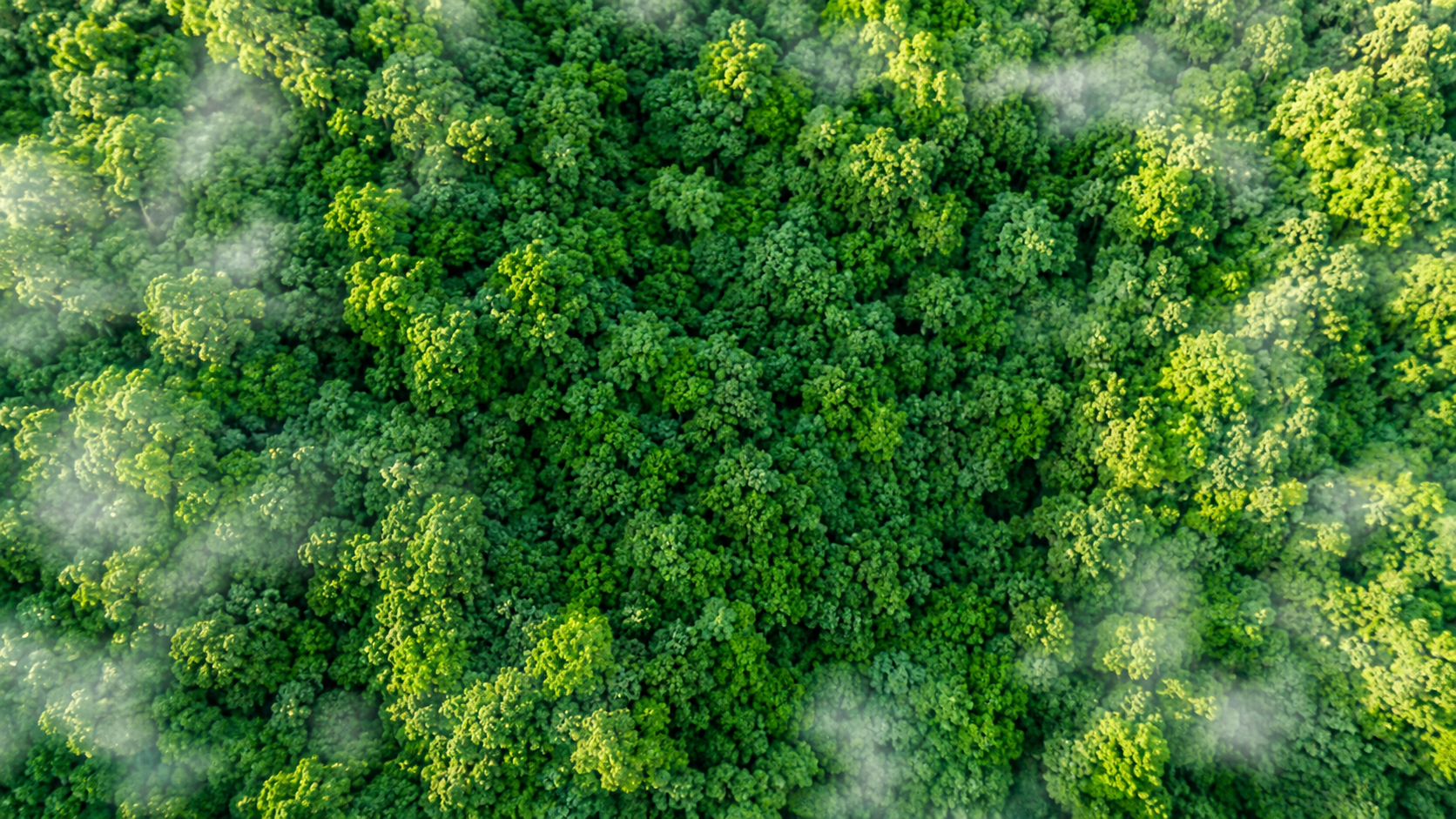 Environmental Sustainability — Aerial Forest Canopy Aerial view of dense green forest canopy with morning mist, representing environmental responsibility